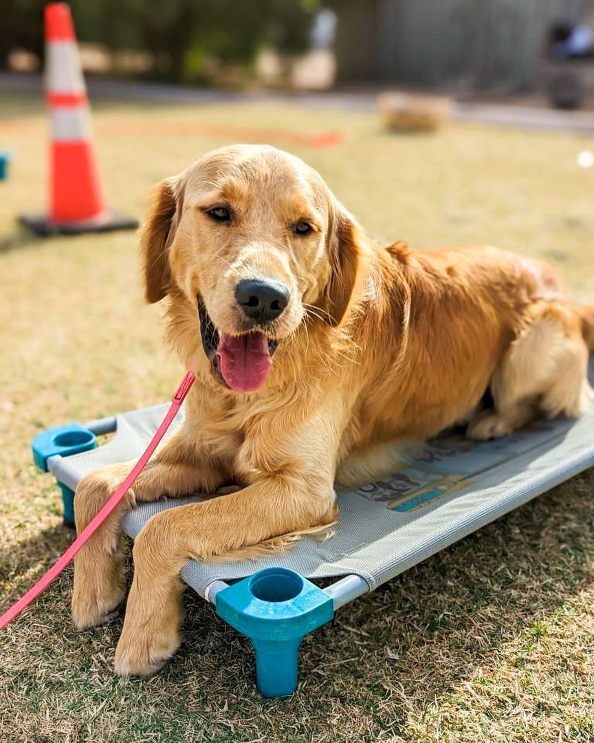 Golden Retriever holding a down-stay on a raised Kuranda-style cot outdoors, the same type of elevated bed included in every Partners Dogs boarding suite.