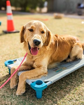Golden Retriever holding a down-stay on a raised Kuranda-style cot outdoors, the same type of elevated bed included in every Partners Dogs boarding suite.
