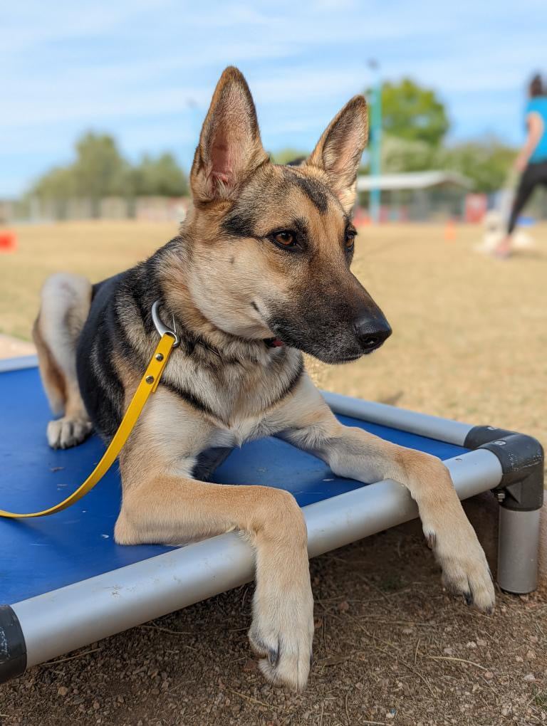 A young German Shepherd settles onto an elevated place cot with its front paws draped over the edge, the same raised-cot setup that teaches a calmer default at home once the crate and place routine sticks.