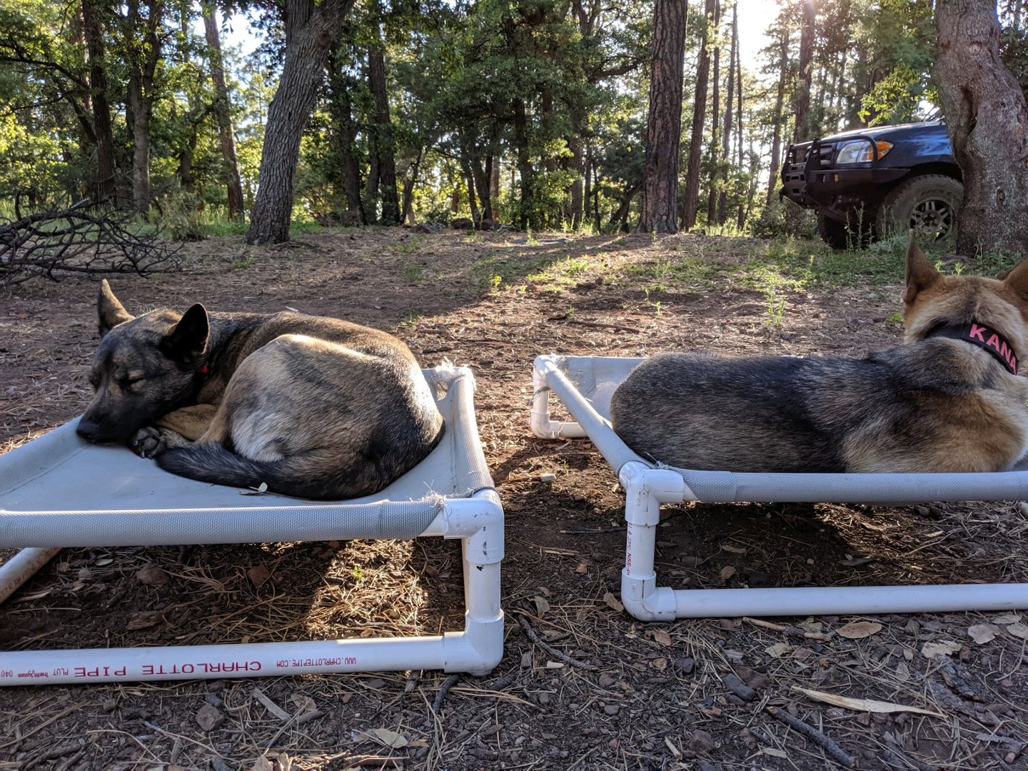 Two adult German Shepherd-type dogs resting calmly on separate elevated cots outdoors, each with its own bed.