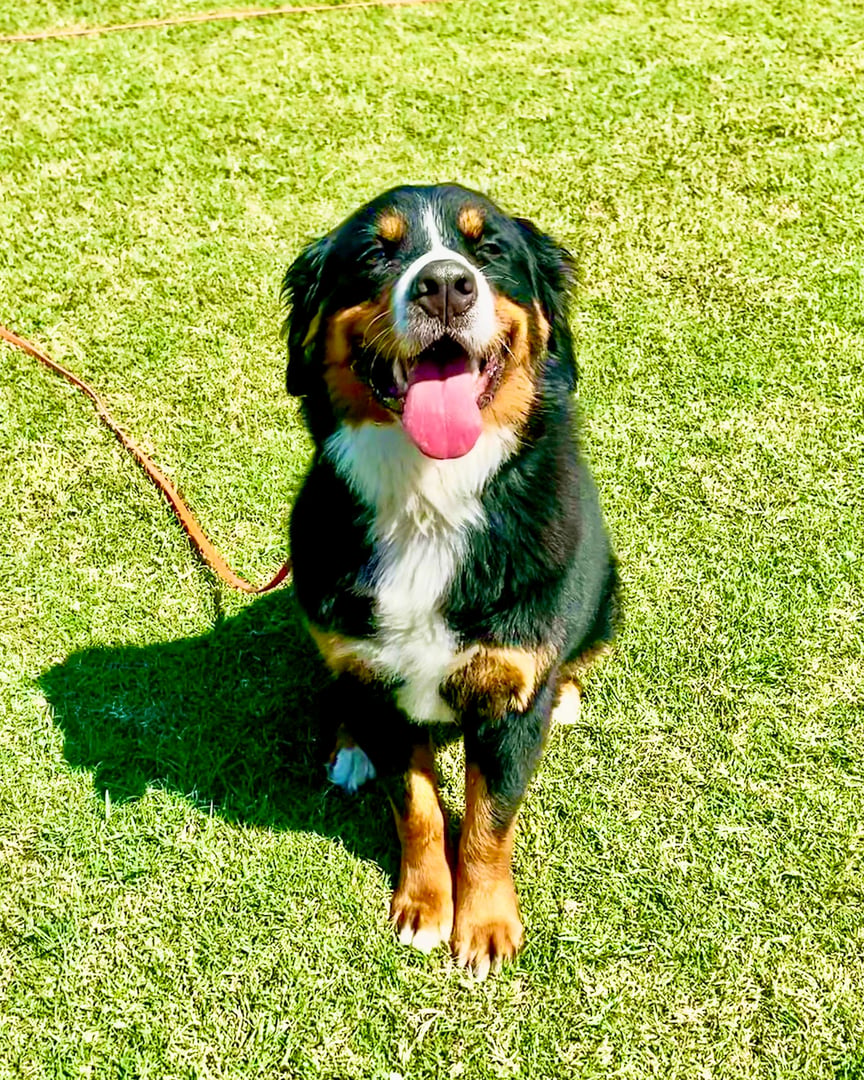 Bernese Mountain Dog sitting calmly on leash on a Partners Dogs training field, representing a dog partway through the training program journey.