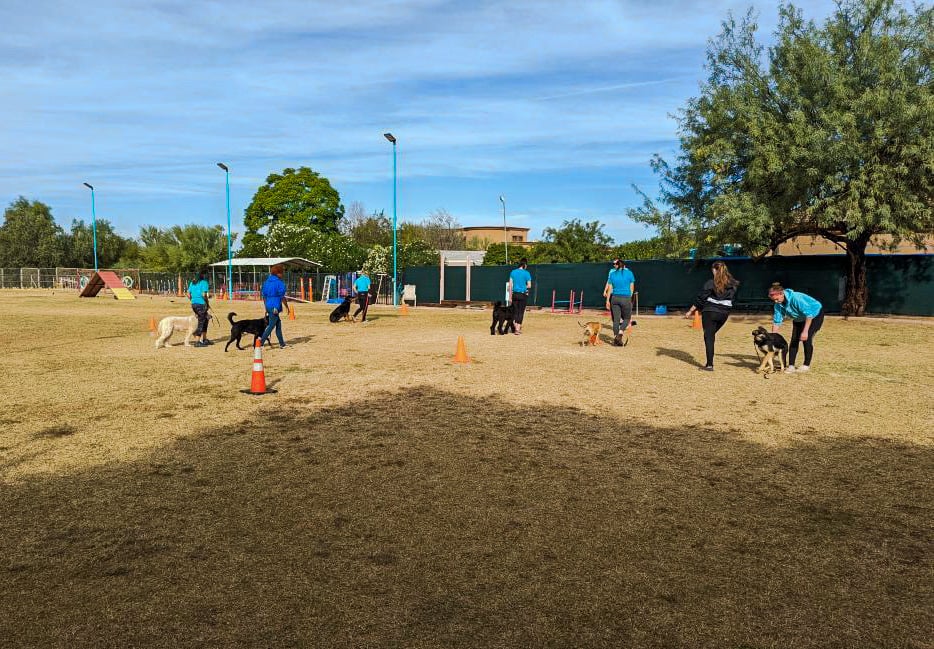 Several Partners Dogs trainers working individual dogs around cones on an outdoor training field, the kind of hands-on floor work new entry-level hires shadow before running sessions on their own.