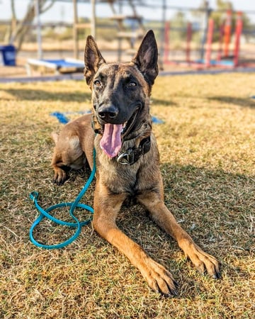 Belgian Malinois calmly holding a down-stay on dry desert grass with a teal leash coiled in front, ears up and tongue out, playground and agility equipment blurred in the background.