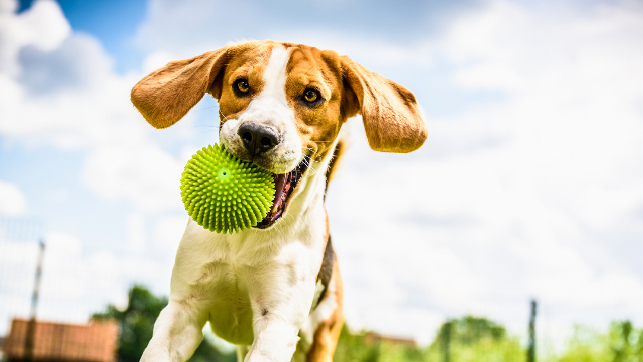 An adult Beagle runs full-stride across a yard with a durable green spiky rubber ball clenched in its mouth, the kind of enrichment toy built to survive real chewing instead of falling apart in a week.