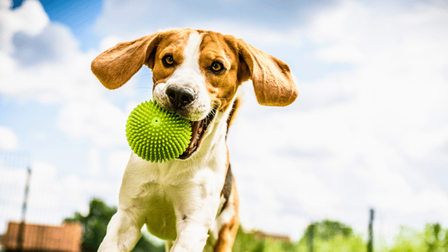 An adult Beagle runs full-stride across a yard with a durable green spiky rubber ball clenched in its mouth, the kind of enrichment toy built to survive real chewing instead of falling apart in a week.