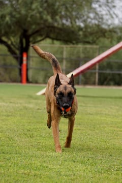 Adult Belgian Malinois trotting toward the camera across a green training field with an orange ball in its mouth, ears up and tail raised, an agility ramp and fence blurred in the background.