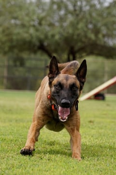 Adult Belgian Malinois running full stride across an outdoor grass training field, mouth open and ears forward, wearing a collar with an orange strap.