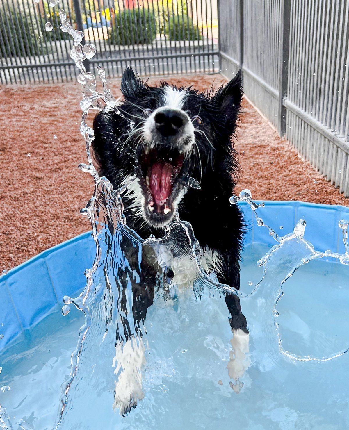 A dog splashing and playing in a pool during a Partners Dogs DaySchool day