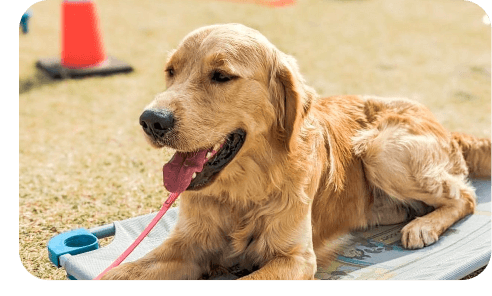 A relaxed adult golden retriever with enrichment items after a boarding activity session