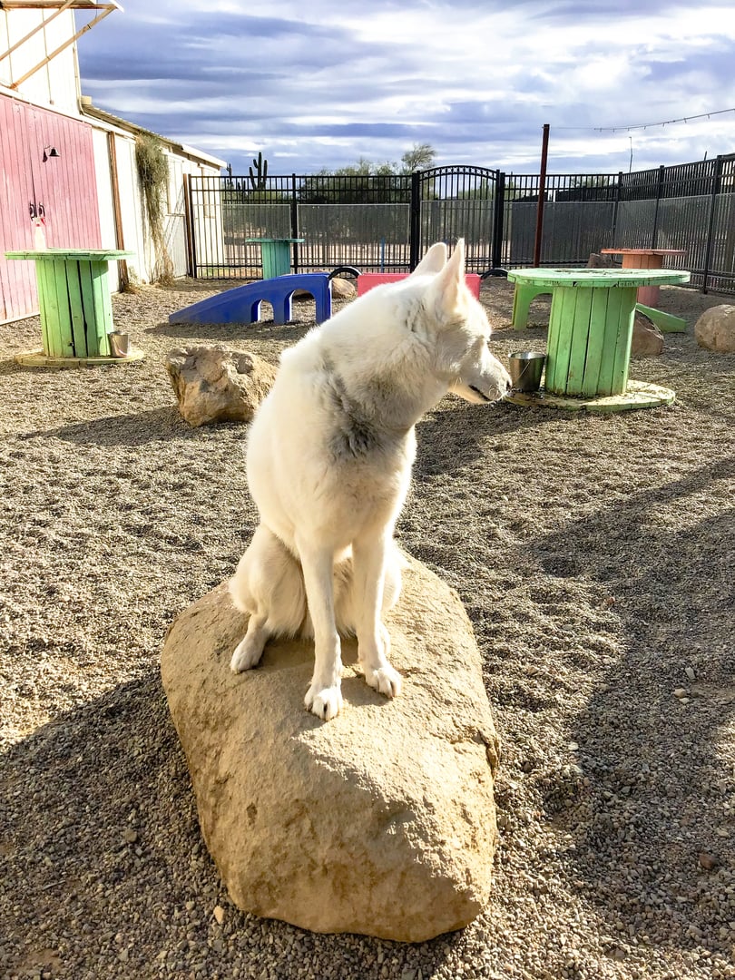 A white shepherd-type dog sits on a large boulder in a fenced desert yard, with a saguaro cactus visible in the distance.
