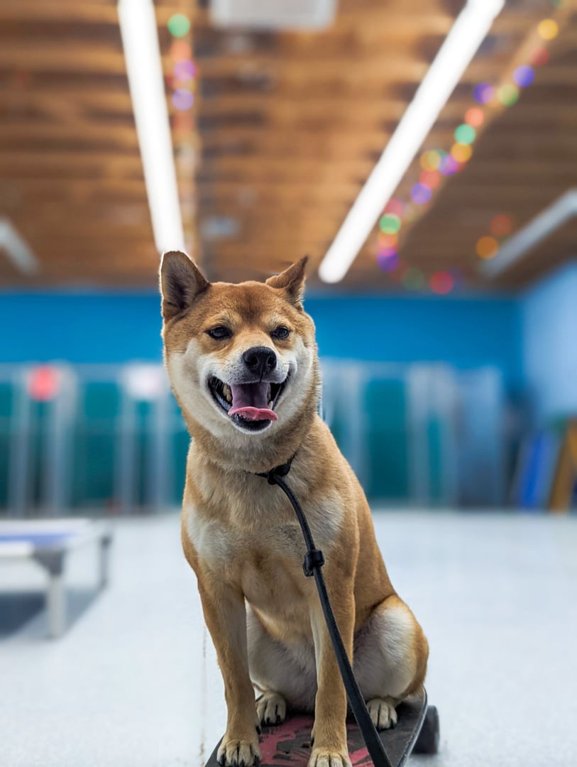 A smiling Shiba Inu balances with its front paws on a skateboard during an indoor trick-training session at Partners Dogs.