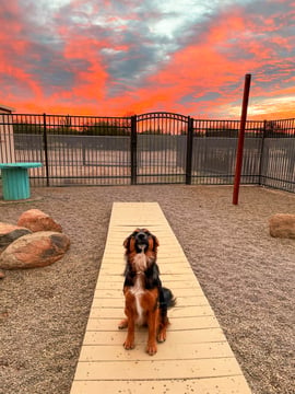 A black-and-tan dog sits on a paver path at a Partners Dogs desert campus under a vivid sunset sky.