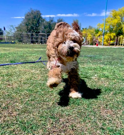 A shaggy apricot doodle dog runs full-tilt across a grass field on a leash, working off pent-up energy outdoors.
