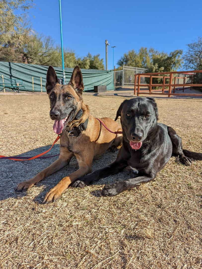 A tan Belgian Malinois and a black Labrador-mix, both healthy adult dogs, lying calmly side by side on a dirt play yard at a Partners Dogs facility, panting happily on leashes with green privacy fencing and training equipment in the background.