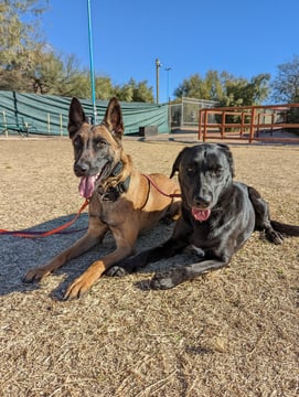 A tan Belgian Malinois and a black Labrador-mix, both healthy adult dogs, lying calmly side by side on a dirt play yard at a Partners Dogs facility, panting happily on leashes with green privacy fencing and training equipment in the background.