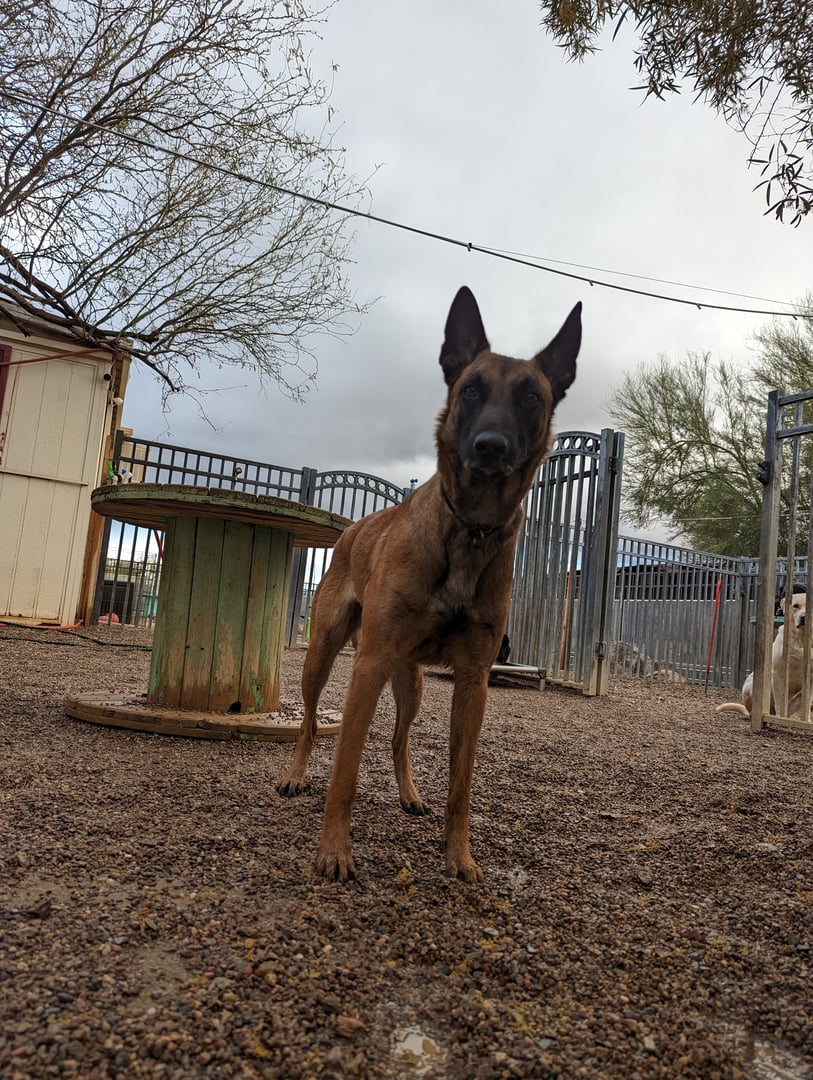 An alert Belgian Malinois stands in a fenced gravel yard under bare desert trees at a Partners Dogs facility, the kind of alert, high-drive dog owners often book for rattlesnake avoidance training before wash season starts.