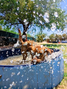 A tan dog splashes through a shaded kiddie pool of water in an outdoor play yard, one way dogs beat Arizona’s summer heat.