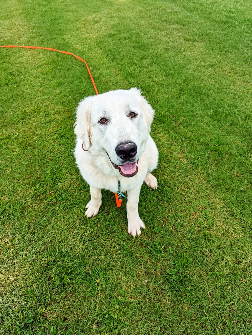 A large adult white Great Pyrenees sits on green grass looking up at the camera, wearing an orange long-line leash that trails off across the lawn.