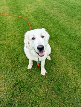 A large adult white Great Pyrenees sits on green grass looking up at the camera, wearing an orange long-line leash that trails off across the lawn.