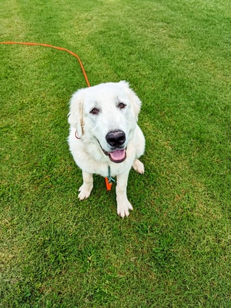 A large adult white Great Pyrenees sits on green grass looking up at the camera, wearing an orange long-line leash that trails off across the lawn.