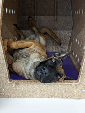 Adult Belgian Malinois lying on its back inside a travel crate on a purple mat, looking up at the camera with a relaxed expression.