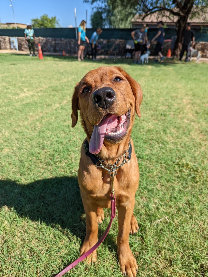 Fox-red Labrador sitting and panting on a grass field with a Partners Dogs group class in session behind.