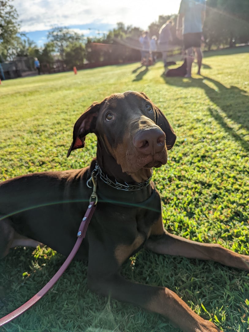 Chocolate Doberman puppy with natural floppy ears lying down on a grass training field at golden hour, wearing a training collar and pink leash during an outdoor class, with people and other dogs in the background.