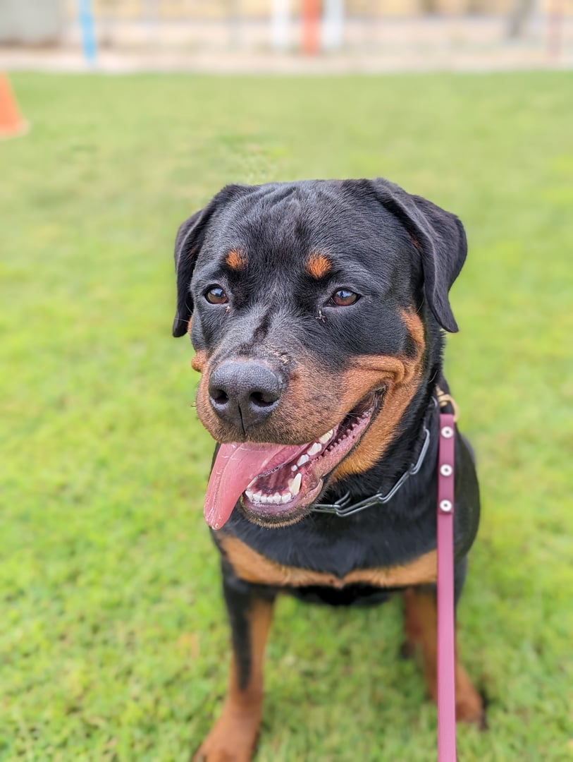 Rottweiler wearing a properly fitted prong collar high on the neck, behind the ears