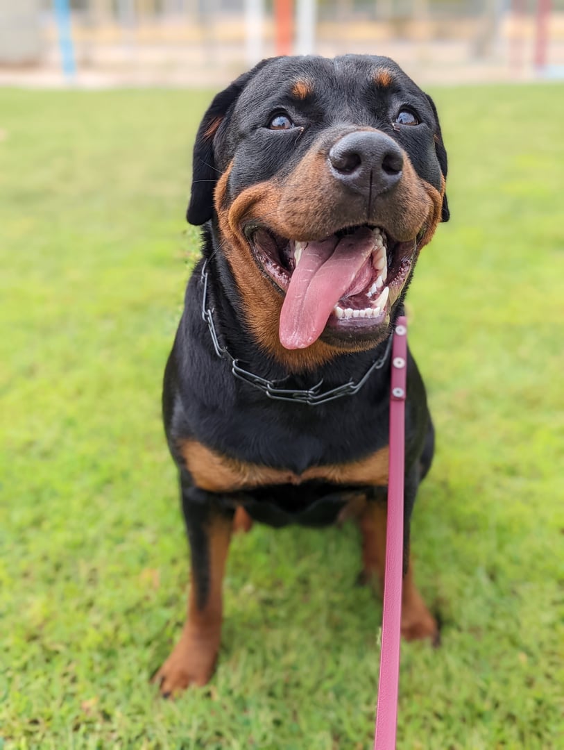 Happy adult Rottweiler sitting on a leash at a Partners Dogs training field, the kind of visible result Partners Dogs training reviews describe most often.