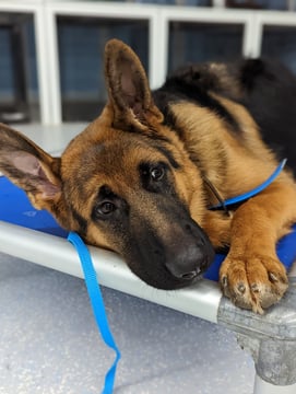 A German Shepherd lies with its head resting on the edge of a raised training cot, ears alert, a blue leash hanging over the cot's corner, with rows of blurred kennel doors behind.