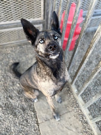 A brindle, blue-eyed shepherd-mix dog stands alert beside a metal yard gate, ears up and eyes fixed past the fence line, the kind of territorial door-and-fence watching that triggers barking when someone walks by.