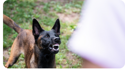 Adult dog baring its teeth in a warning snarl, the kind of escalation sign that means management starts today
