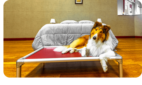 An adult Shetland Sheepdog resting calmly on a raised cot bed in a quiet, home-style indoor boarding room, with a made bed and a window visible behind it.