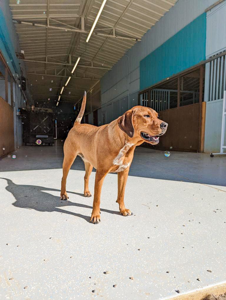 An adult dog stands on a clean, polished indoor daycare floor, the kind of well-maintained facility that should be free of odor and clutter
