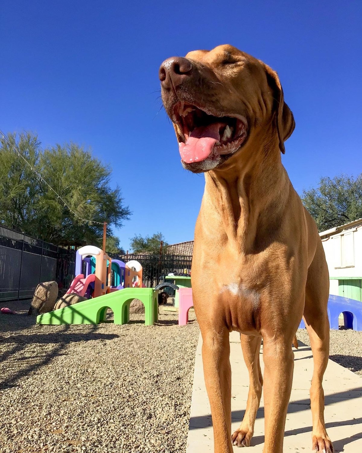 A tan dog plays in a fenced outdoor play yard, the kind of enclosed off-leash space where Scottsdale-area leash rules do not apply.