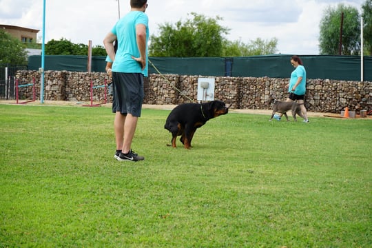 An adult Rottweiler on a leash pauses to go to the bathroom on a grass training field while a handler in a teal Partners Dogs shirt waits nearby, with a second trainer walking a grey dog in the background.