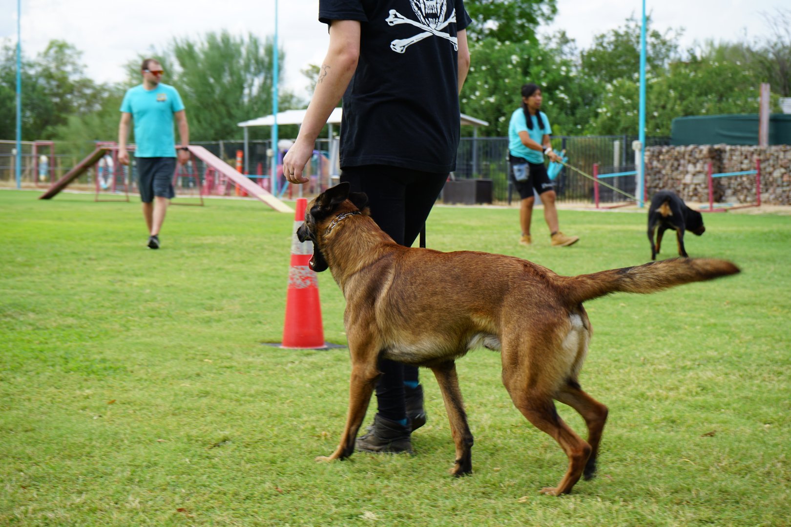A tan Belgian Malinois on a leash walks beside a handler across an outdoor grass training field during a group session at the Cave Creek campus, with other trainers and dogs working in the background.