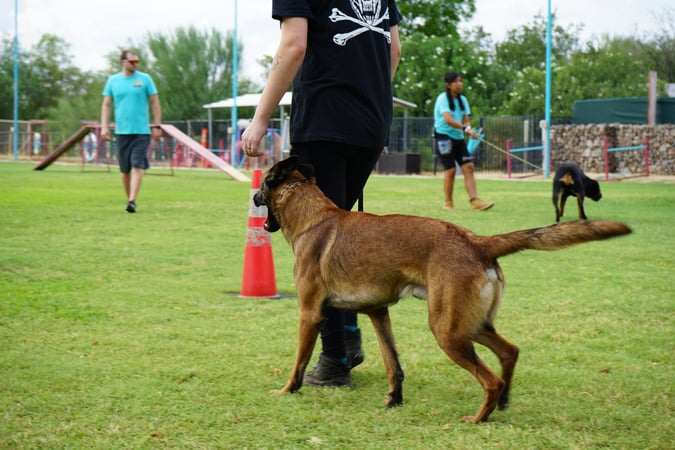 Belgian Malinois walking on leash beside a handler during an outdoor group training session at the Cave Creek campus.