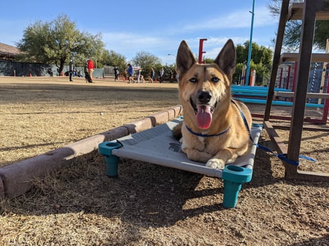 Tan and white shepherd mix resting calmly on a place cot at the Partners Dogs training field