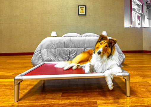 Adult Sheltie lying on a red elevated mesh dog cot in a home bedroom.