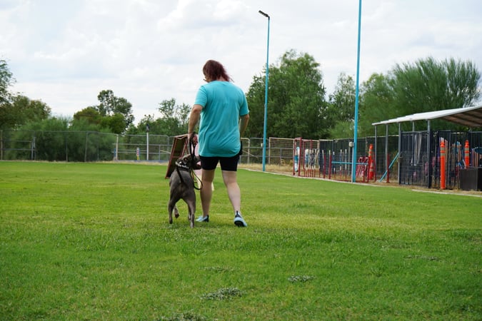 An adult grey dog on a leash walking beside a handler in a teal shirt across a grass training field, with boarding kennel runs visible in the background.