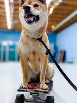An adult tan Shiba Inu sits with mouth open on a worn skateboard on an indoor training floor, black leash clipped to the collar, blue walls and string lights blurred behind under a wood ceiling.