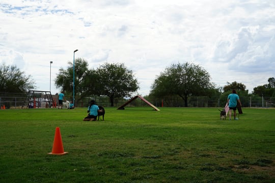 Multiple trainers in teal Partners Dogs shirts working dogs on leash across the outdoor Cave Creek training field, the kind of shared floor where an apprentice builds toward Instructor.