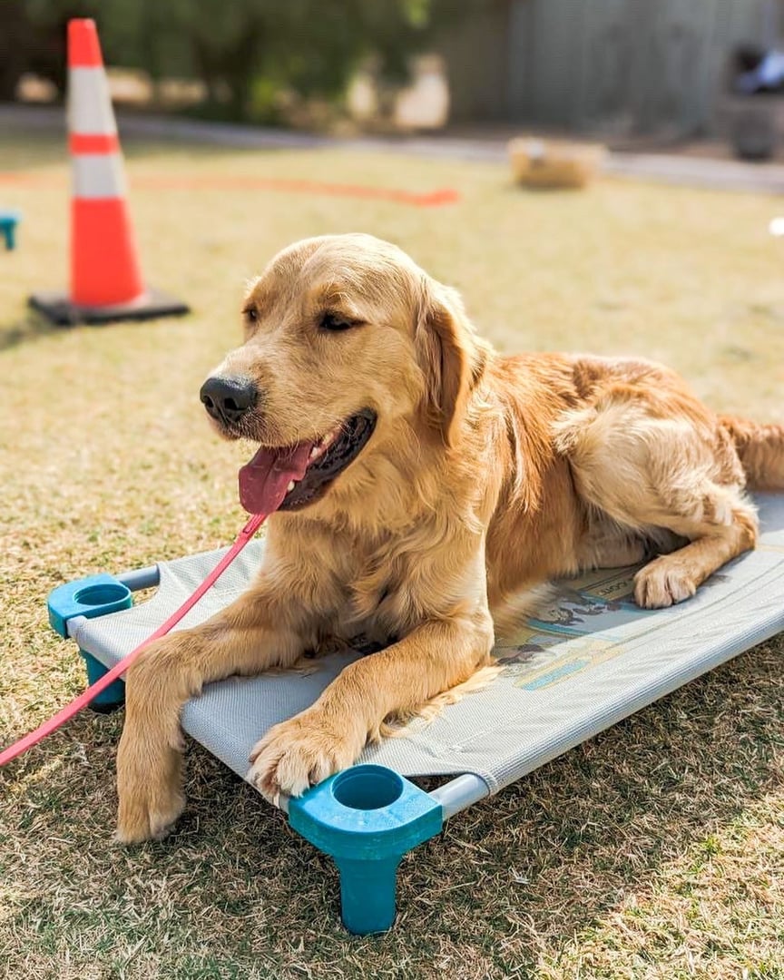 Young adult Golden Retriever lying on a raised mesh place cot outdoors, tongue out, leash trailing to the side, with a traffic cone visible on dry grass behind.