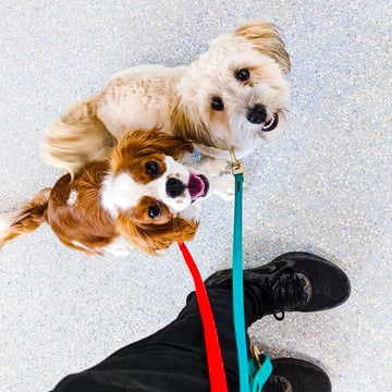 Two small dogs, a Cavalier King Charles Spaniel and a cream Maltipoo-type, sitting calmly on separate leashes and looking up at their handler on an indoor floor.