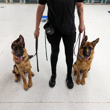 A handler holds leashes for two German Shepherds sitting calmly side by side on an indoor training floor, the same kind of supervised leash handling used with a tab handle or house line at home.