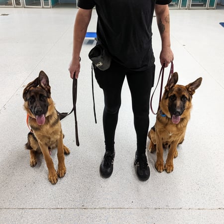 Reactive Dog Boarding Options in Arizona for 2026