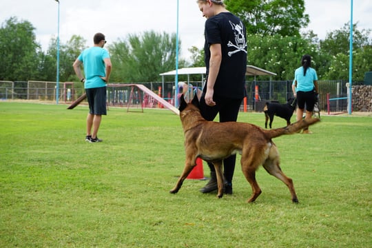 Belgian Malinois and handlers training together during a Partners Dogs group class, part of the dog training levels curriculum.