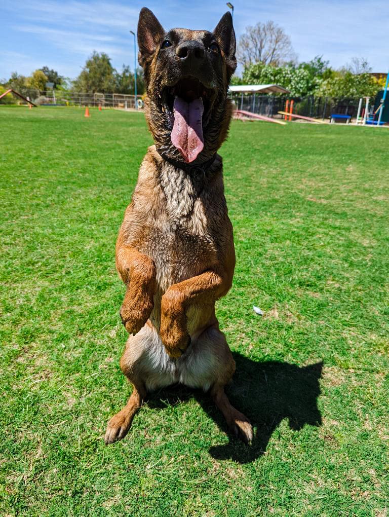 Belgian Malinois photographed from a low, ground-level angle on a sunny grass field, sitting up on its hind legs with front paws raised, mouth open, ears up.