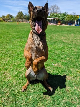Belgian Malinois photographed from a low, ground-level angle on a sunny grass field, sitting up on its hind legs with front paws raised, mouth open, ears up.